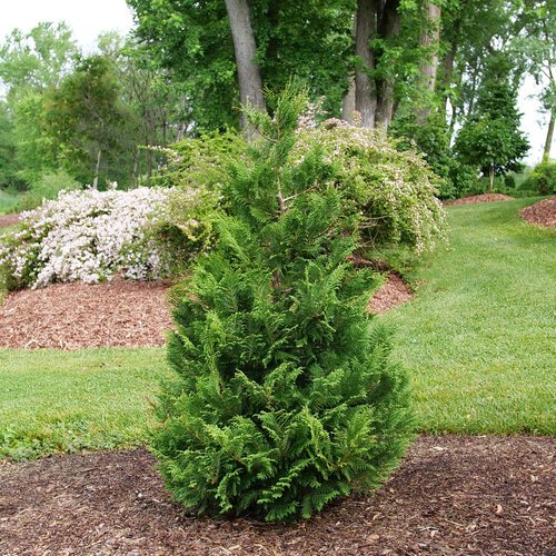 Cedar Rapids® False Cypress (Chamaecyparis cedar 'Rapids') - QT