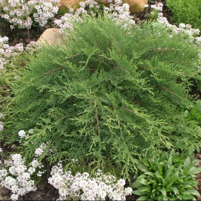 Celtic Pride® Siberian Cypress (Microbiota D 'Celtic Pride') - 1 gallon