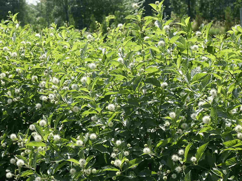 Cephalanthus o. Sugar Shack® 2.0 - Image 2