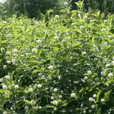 Cephalanthus o. Sugar Shack® 2.0