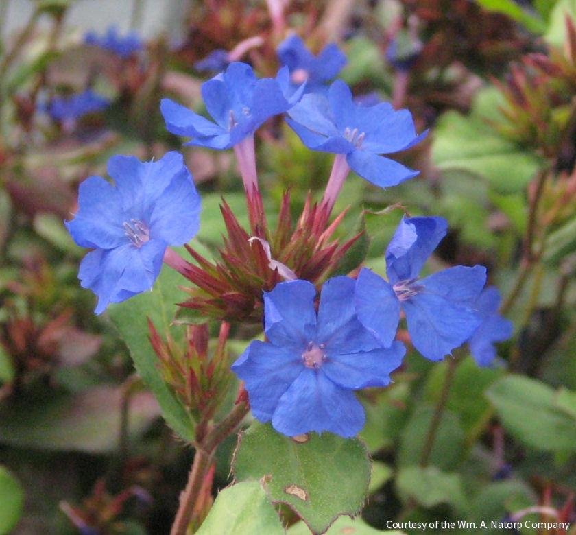 Ceratostigma plumbaginoides