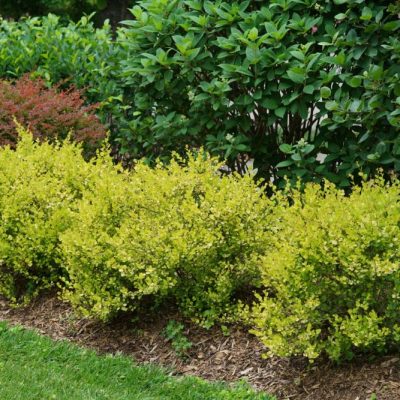 Cesky Gold® Dwarf Birch (Betula platyphylla 'Cesky Gold') - 3 gallon
