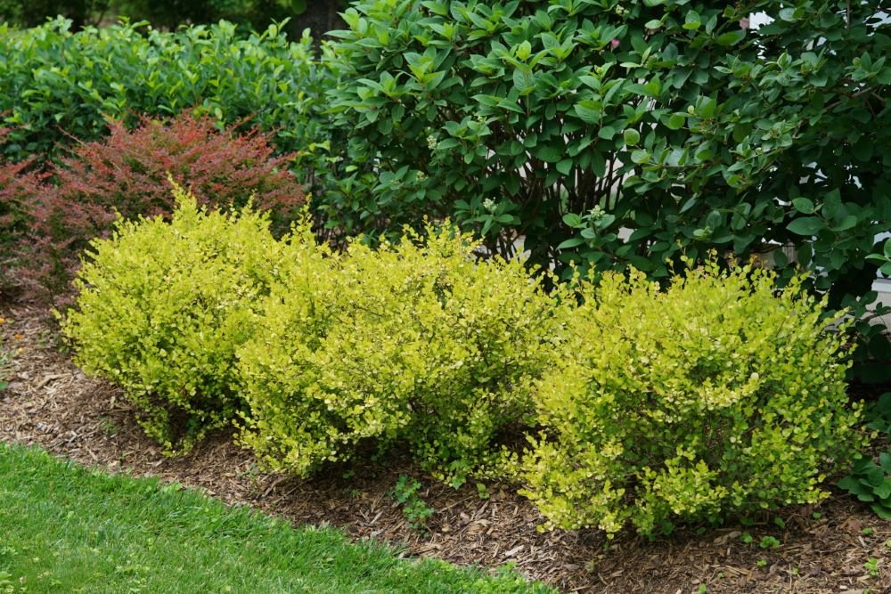 Cesky Gold® Dwarf Birch (Betula platyphylla 'Cesky Gold') - QT
