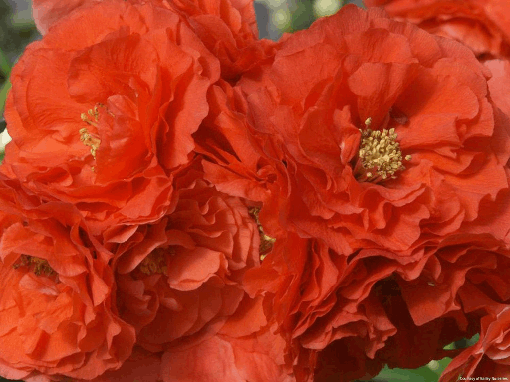 Chaenomeles Double Take® Orange