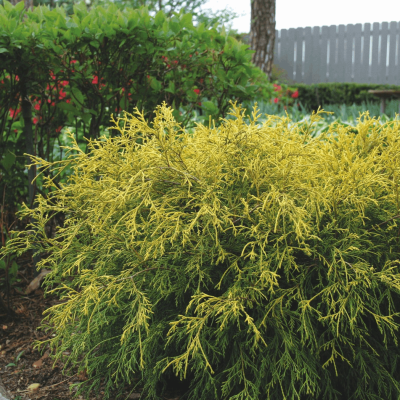 Chamaecyparis p. 'King's Gold'