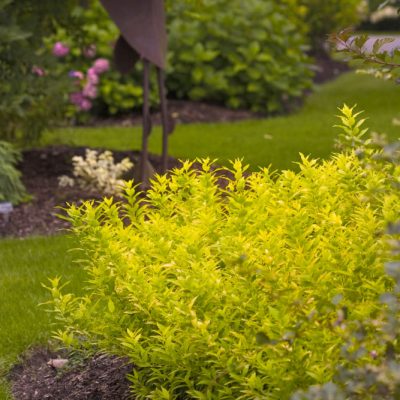 Chardonnay Pearls® Deutzia (Deutzia gracilis 'Chardonnay Pearls') - 2 gallon 10"