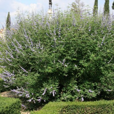 Chastetree/ Monk's Pepper (Vitex agnus castus 'Agnus-Castus') - 1 gallon