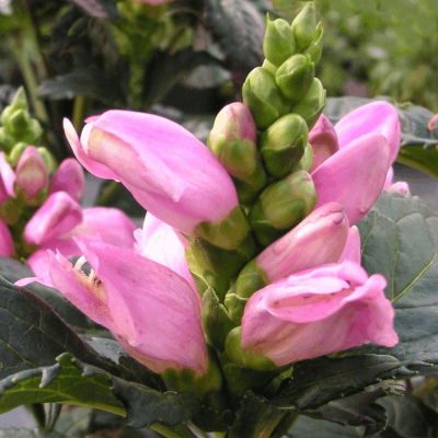 Chelone l. 'Hot Lips'