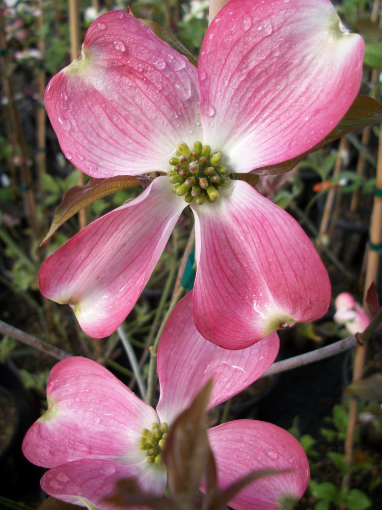 Cherokee Brave Flowering Dogwood (Cornus florida 'Comco No.1') - 2 gallon 3' TREE