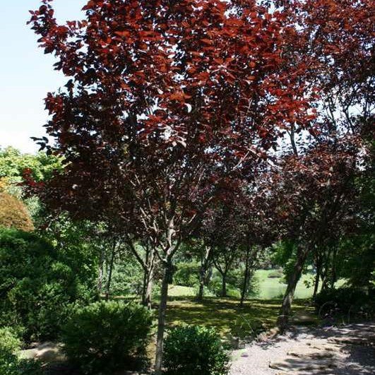 Cherry Plum (Prunus C 'Krauter Vesuvius') - 3 gallon TREE