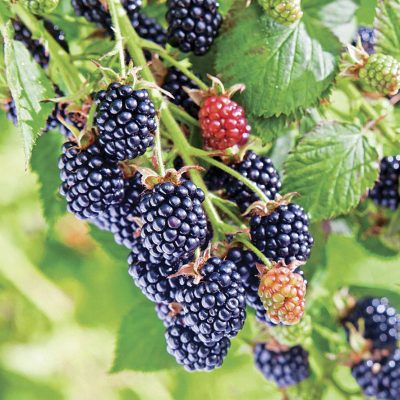 Chester Blackberry (Rubus fruticosus 'Chester') - 1 gallon 12"