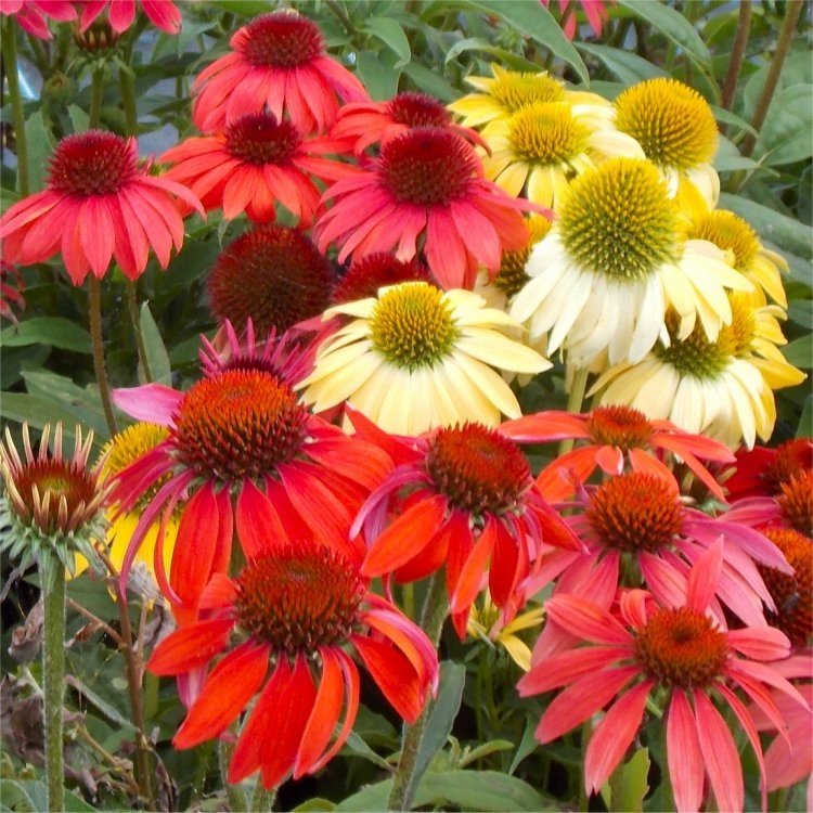 Cheyenne Spirit Coneflower (Echinacea cheyenne 'Spirit') - 3QT