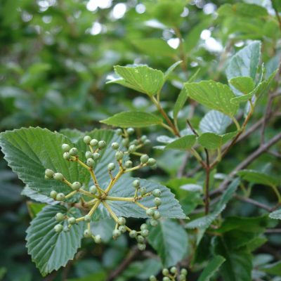Chicago Lustre™ Viburnum (Viburnum dentatum 'Synnestvedt') - 3 gallon 24"