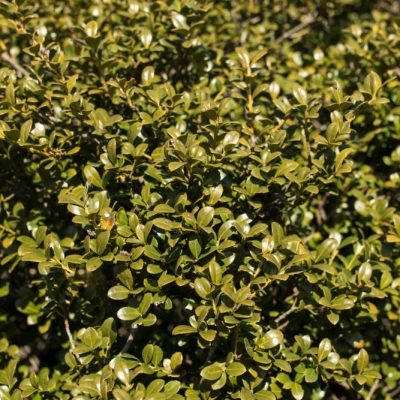 Chilly Willy Japanese Holly (Ilex crenata 'Winterscape Chilly Willy') - 3 gallon 15"