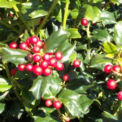 China Girl™ Broadleaf Holly (Ilex x meserveae 'China Girl') - 3 gallon 15"