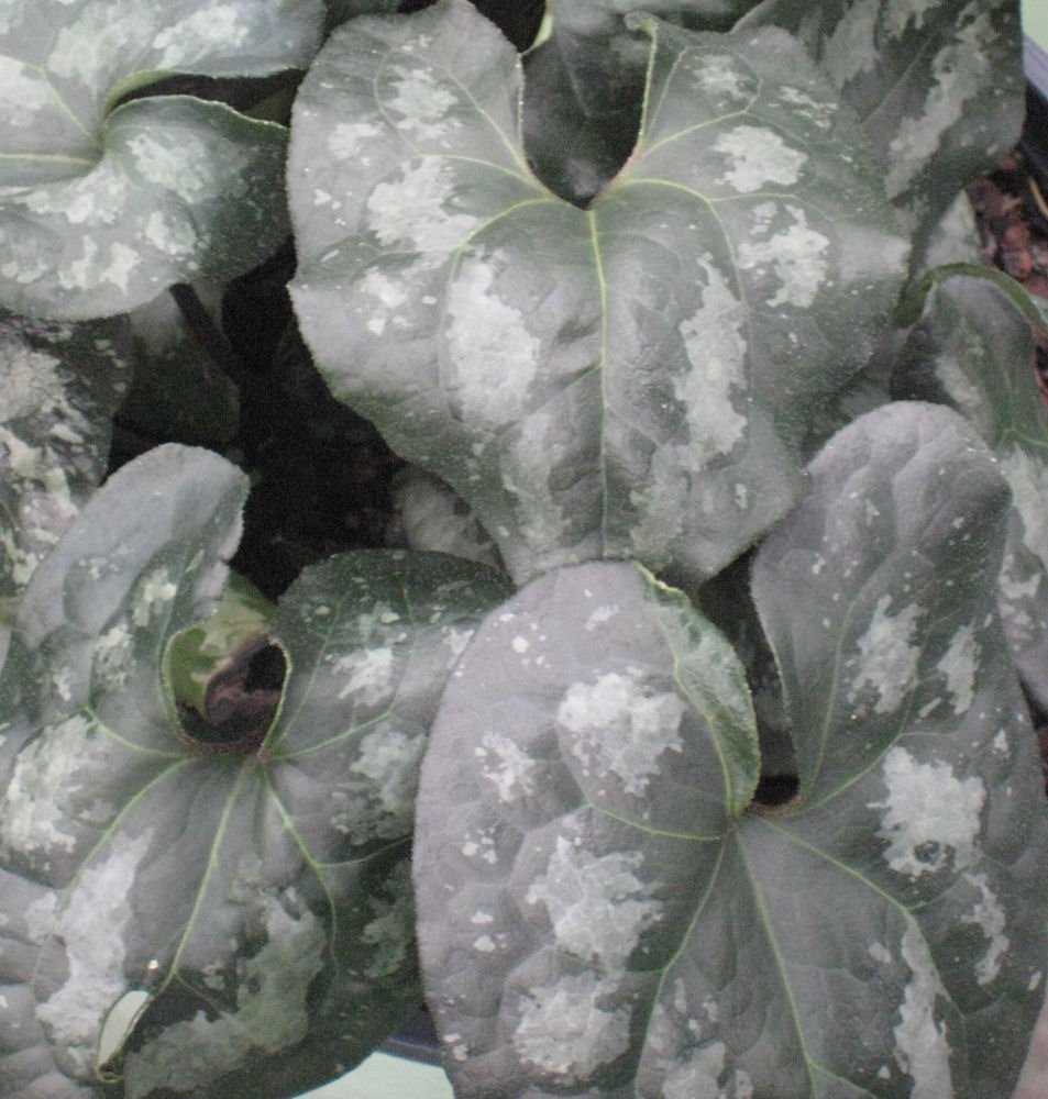 Chinese Wild Ginger (Asarum splendens) - 1 gallon