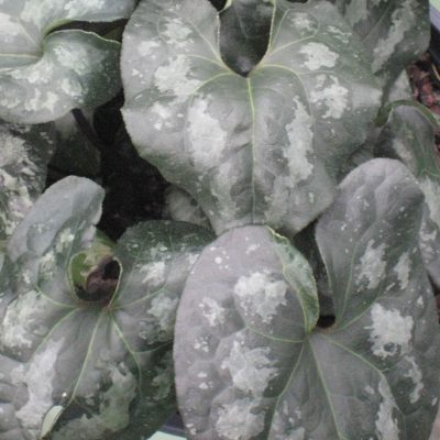 Chinese Wild Ginger (Asarum splendens) - 1 gallon