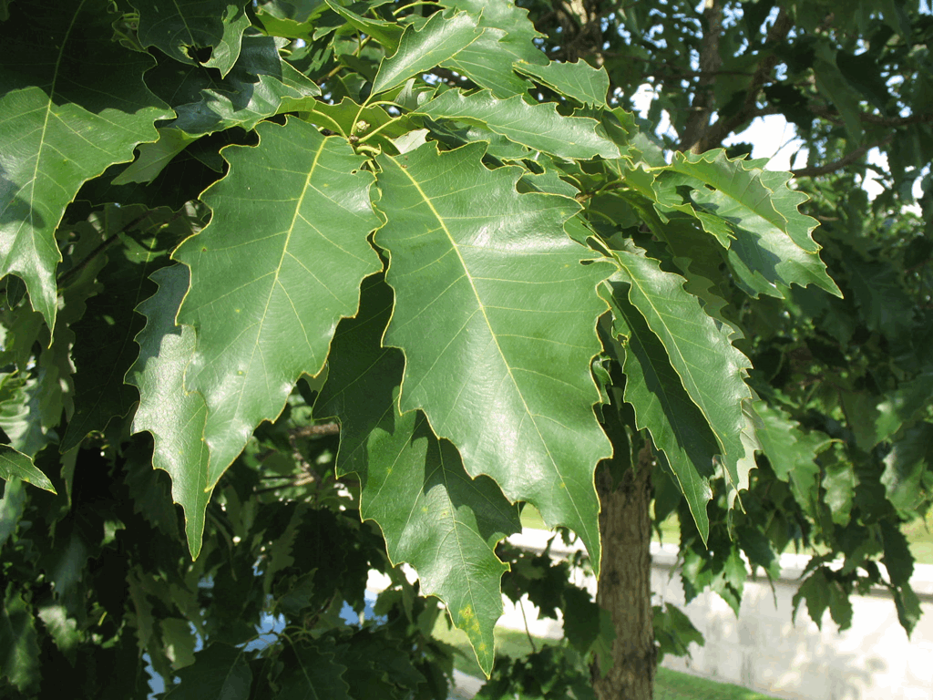 Chinkapin Oak (Quercus muehlenbergii) - 3 gallon 36-60"