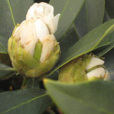 Chionoides Rhododendron (Rhododendron chionoides 'Chionoides') - 3 gallon 15"