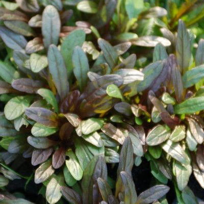 Chocolate Chip Bugleweed (Ajuga reptans 'Chocolate Chip') - 1 gallon