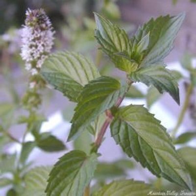 Chocolate Mint Herb (Mentha x piperita ‘Chocolate’) - QT