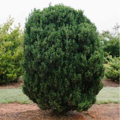 Chubby Hubby™ Japanese Holly (Ilex crenata 'Chubby Hubby') - 3 gallon
