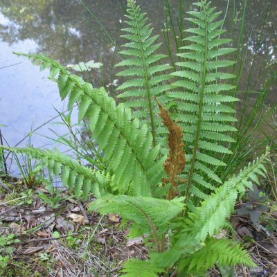 Cinnamon Fern (Osmundastrum 'Cinnamon') - 1 gallon