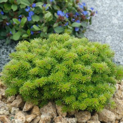 ‘Cis’ Korean Fir (Abies koreana ‘Cis’) - QT