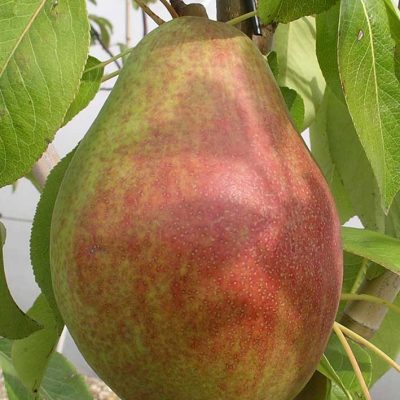 Clapp's Favorite Pear (Pyrus 'Fruit Clapp's Favorite') - 2 gallon 36"