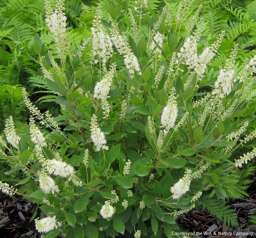 Clethra a. 'Hummingbird'