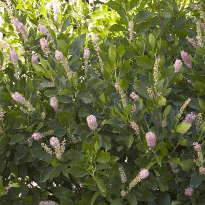 Clethra a. 'Ruby Spice'