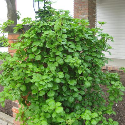 Climbing Hydrangea (Hydrangea arborescens 'Petiolaris') - 3 gallon 30" TRELLIS
