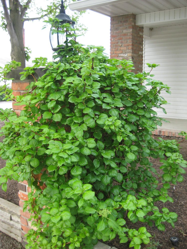 Climbing Hydrangea (Hydrangea arborescens 'Petiolaris') - QT