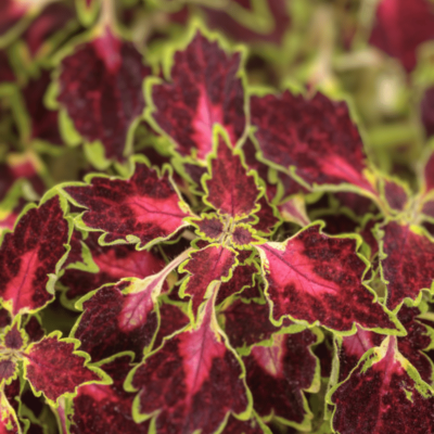 Coleus