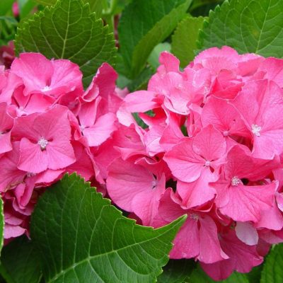Color Fantasy® Hydrangea (Hydrangea macrophylla 'Color Fantasy') - 1 gallon