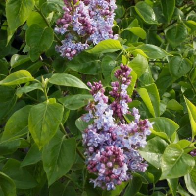 Common Lilac (Syringa vulgaris) - 3 gallon 15"