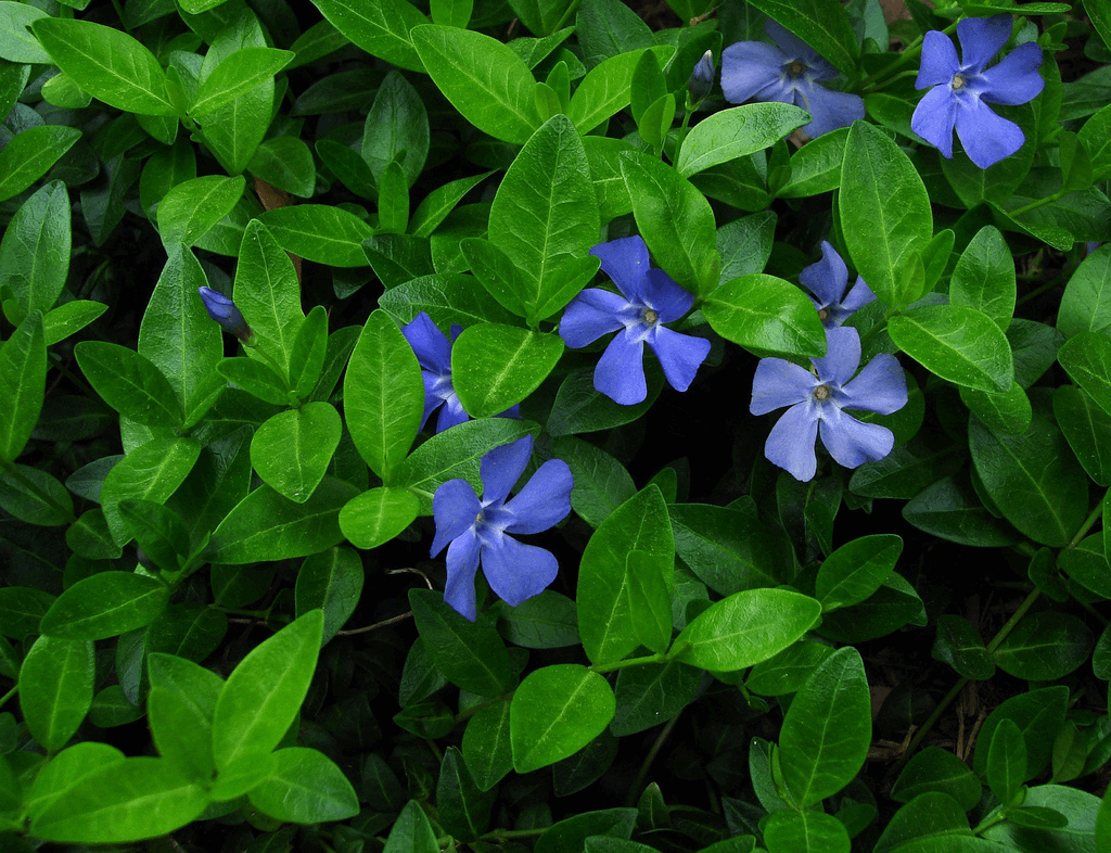 Common Periwinkle (Vinca minor) - QT