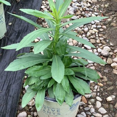 Common Sneezeweed (Helenium autumnale) - 1 gallon