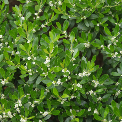 Compact Japanese Holly (Ilex crenata 'Compacta') - QT
