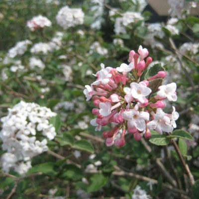 Compact Korean Spice Viburnum (Viburnum x 'Cayuga') - 3 gallon 18"