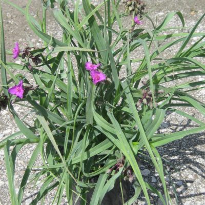 Concord Grape Spiderwort (Tradescantia x andersoniana 'Concord Grape') - QT