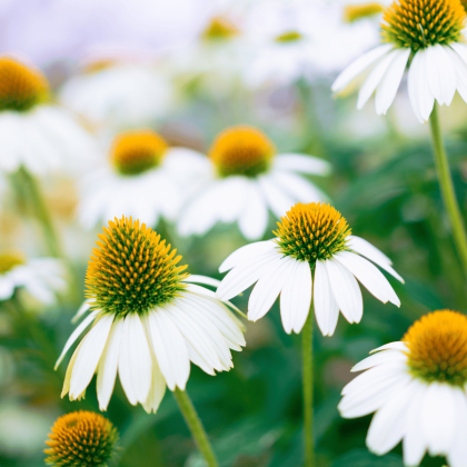 Coneflower