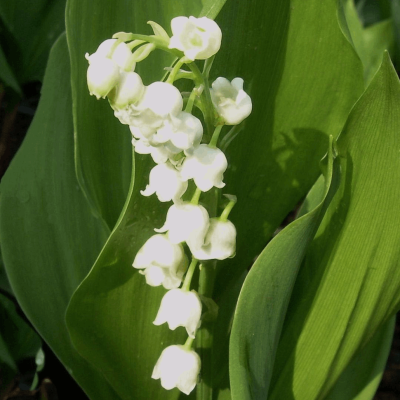 Convallaria majalis