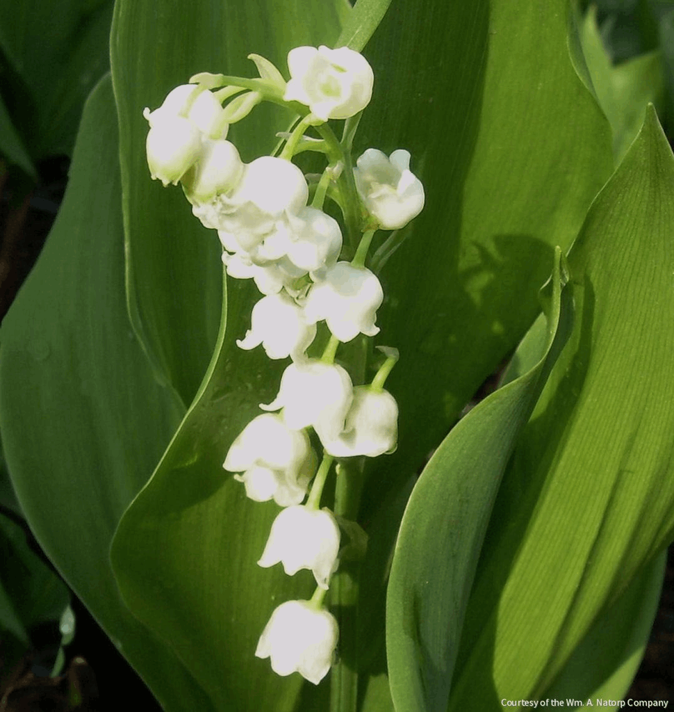 Convallaria majalis