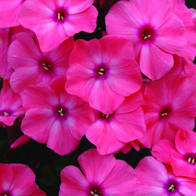 Coral Crème Drop™ Phlox (Phlox paniculata 'Ditomdre') - 1 gallon