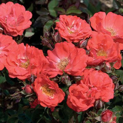 Coral Drift® Rose (Rosa 'Drift Meidrifora') - 2 gallon