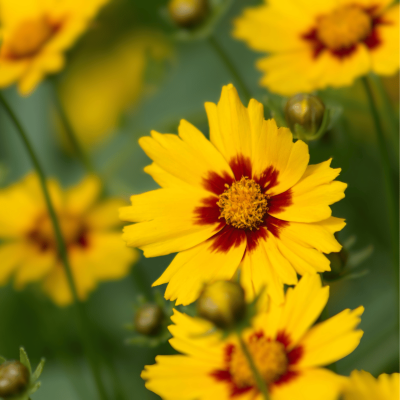 Coreopsis Tickseed