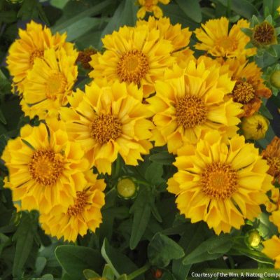 Coreopsis 'Jethro Tull'