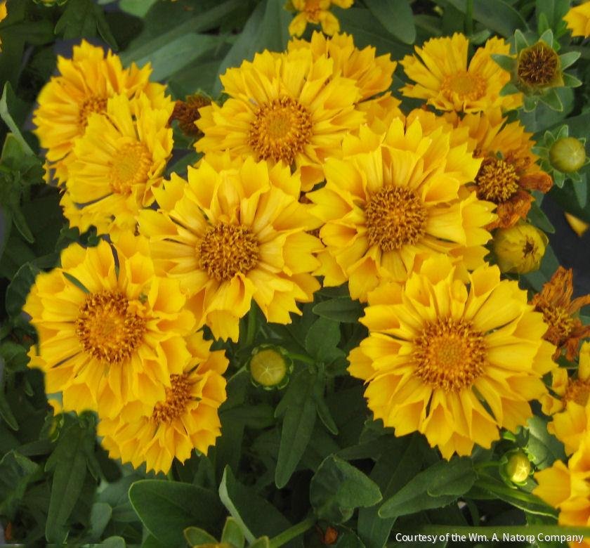 Coreopsis 'Jethro Tull'