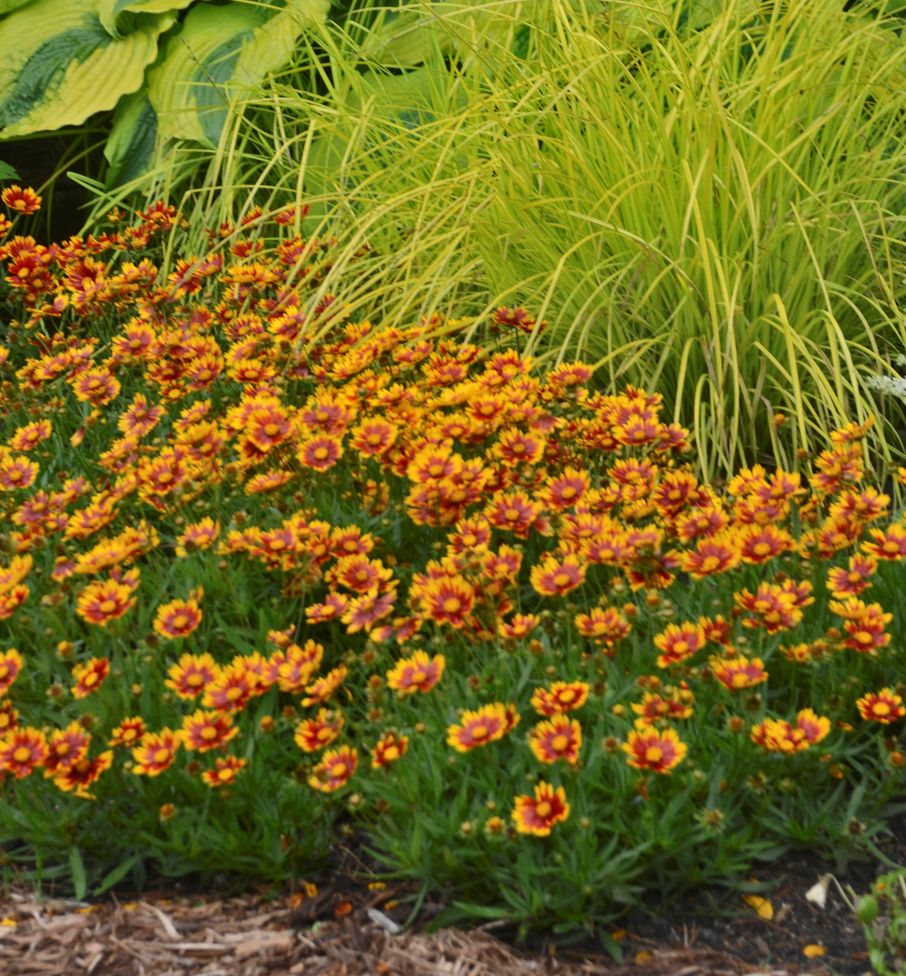 Coreopsis Li'l Bang™ 'Daybreak' - Image 2